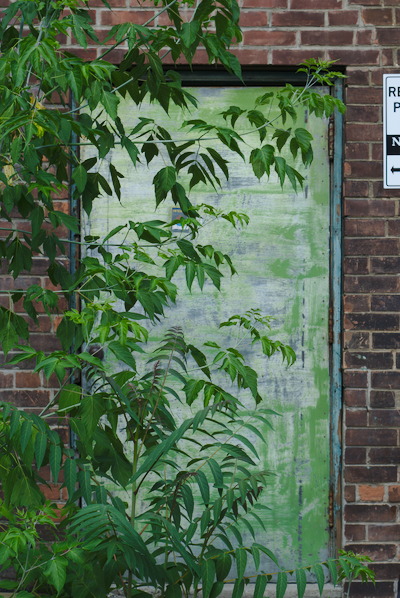 a green door in a red brick wall with leaves in the foreground