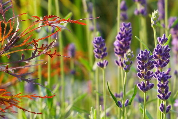 lavender and japanese maple