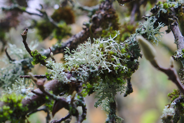 lichens and mosses on a branch of a bush