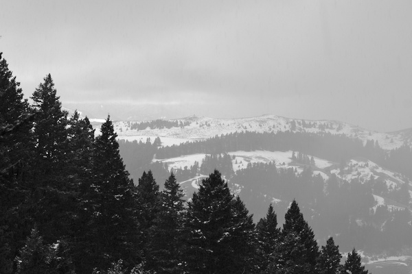 mountains with dark trees and snow in b/w