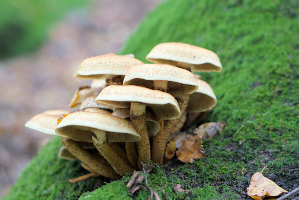 brown mushrooms growing out of the mossy trunk of a tree