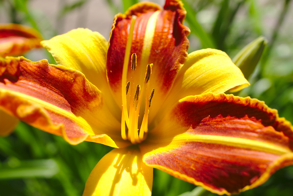 closeup of an orange daylily with green gras as background