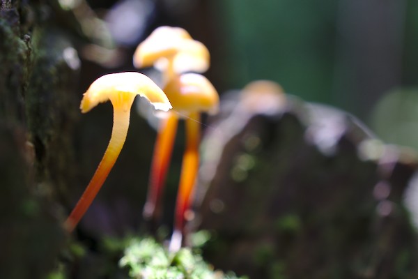 orange mycena growing from a tree