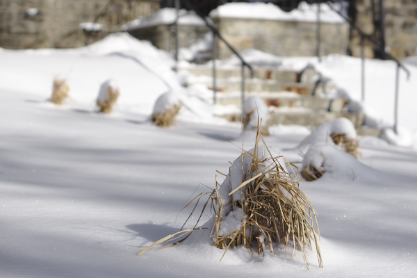 snow in front of a building with bunches of ornamental grass