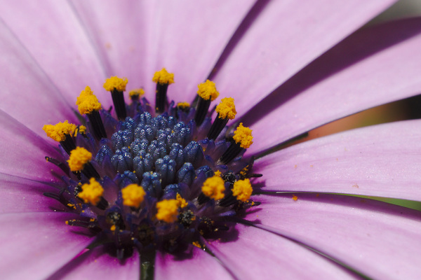 violet osteospermum