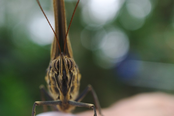 face of an owl butterfly, front view