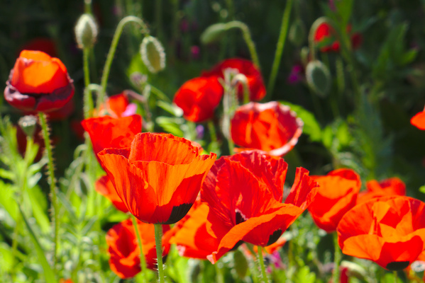 poppy flowers in bright red