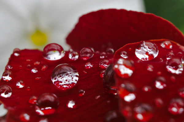 detail of red petals of a primula with water drops