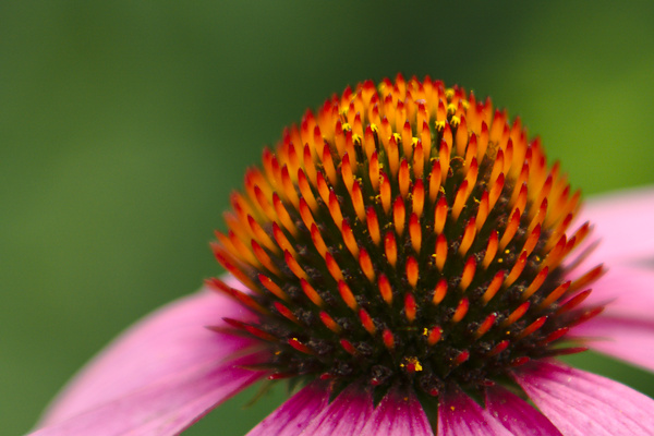 close-up of a purple coneflower with orange disk florets