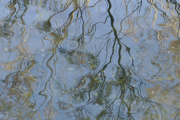branches reflecting on the surface of water