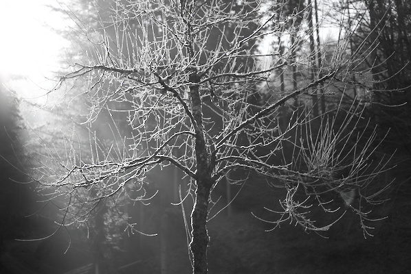 tree with rimes, enlightened by the sun, in black and white