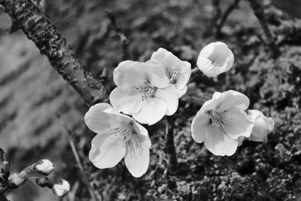 black and white picture of some cherry flowers on the trunk