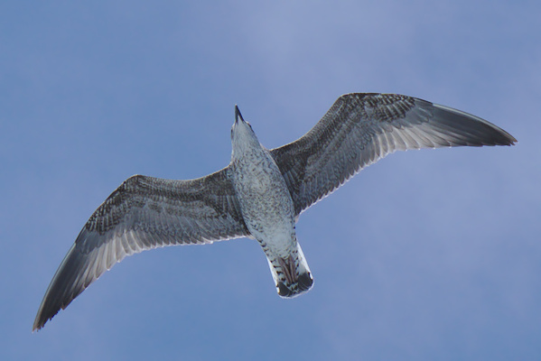 seagull from below during flight