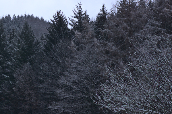 trees with snow