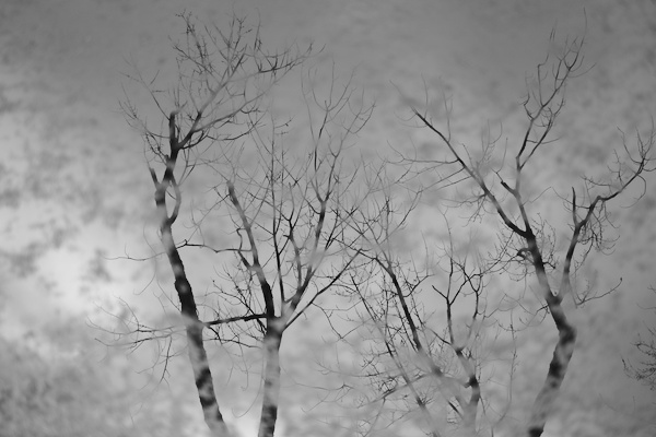 bare branches with snow in the foreground (black/white)