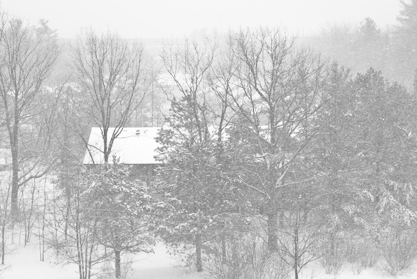 snow on trees and house with more snow falling in the foreground