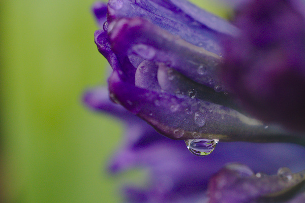 purple blossom with rain drops