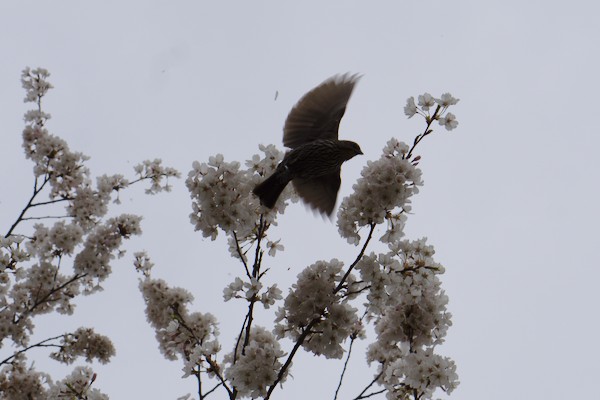 starling in flight next to blossoms of a cherry tree