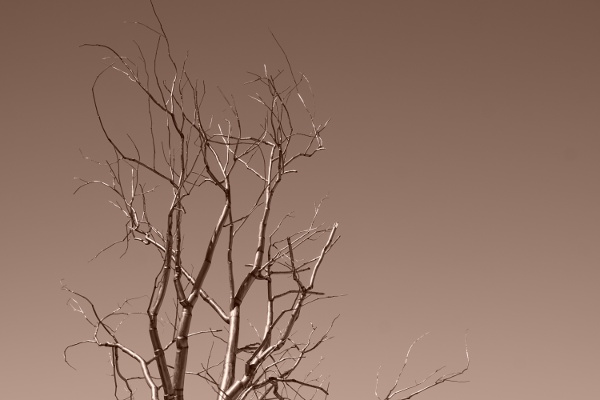 tree from stainless steel against the sky