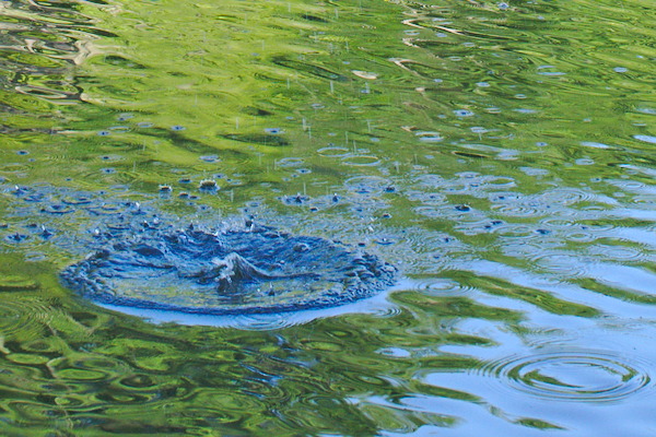 circles and drops on otherwise calm water