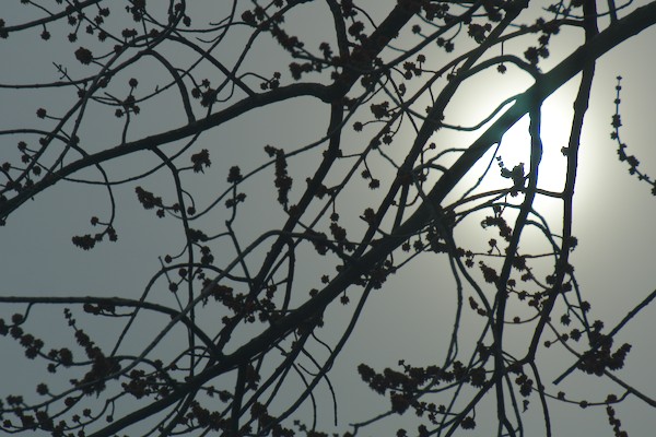 sun behind branches of a tree