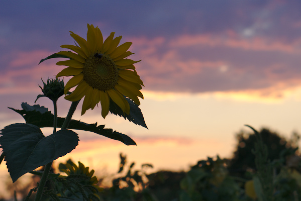 sky in sunset colors with sunflower