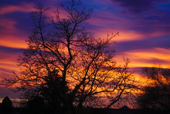 tree with colorful sunset sky in the background