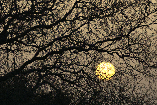 branches of trees in front of an orange sky with sun