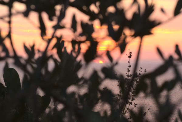 sun setting in the sea with branches in the foreground