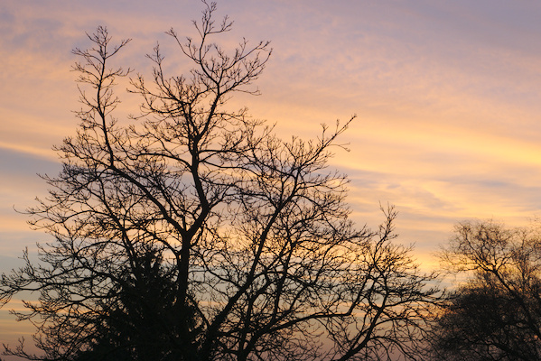 bare trees with clouds in sunset color in the background