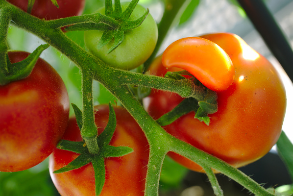 fruits on a tomato plant, one fruit with appendix