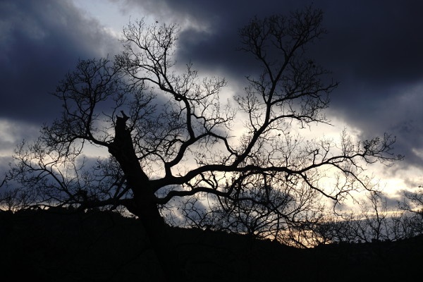 tree in front of clouds