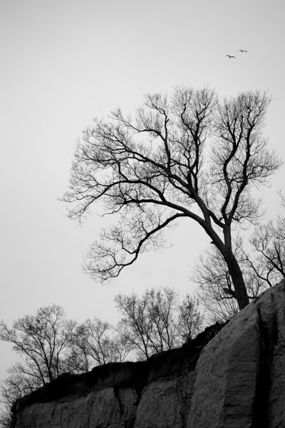 tree on top of Scarborough Bluffs