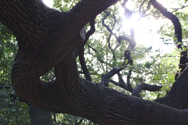 two branches of a tree that have grown into each other