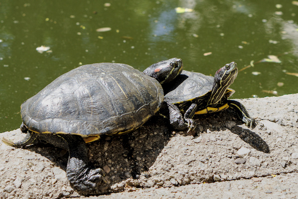 two turtles next to a pond