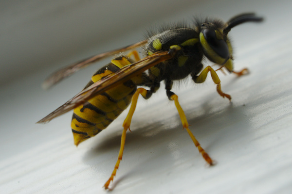 macro picture of a wasp