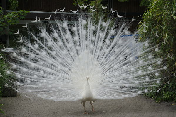 peacock displaying white feathers