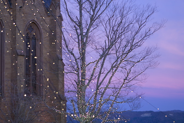 tree with lights in evening mood